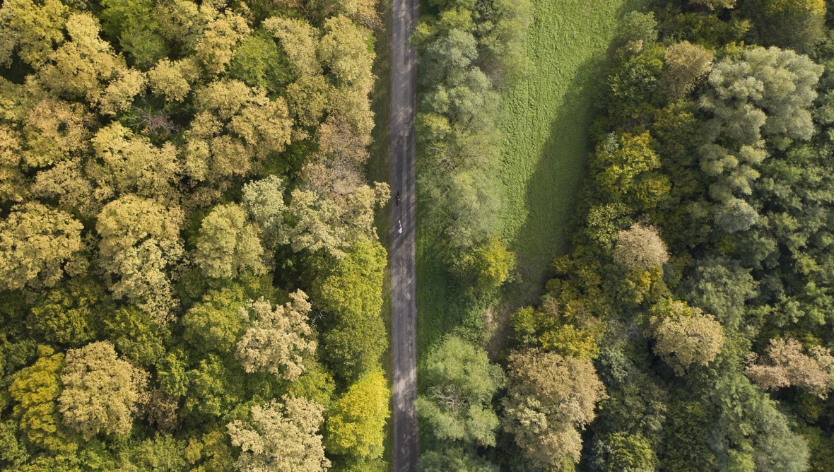 Luftaufnahme einer senkrecht verlaufenden Straße durch einen Wald mit grün-gelbem Laub und einer offenen Fläche oben rechts.