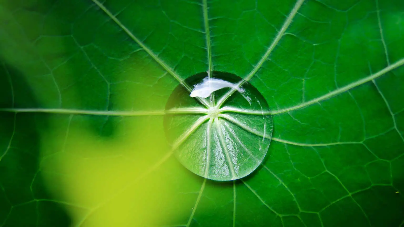 Nahaufnahme eines Wassertropfens auf einem grünen Blatt mit sichtbaren Blattadern.