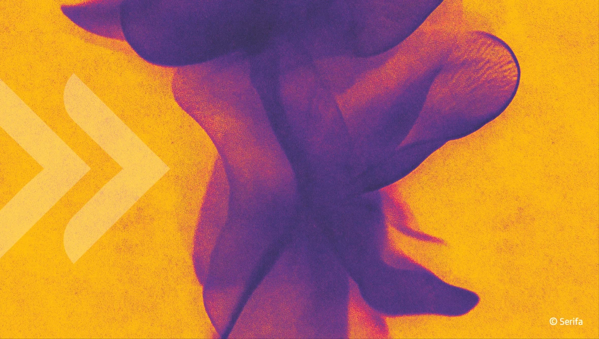 Abstrakte und künstlerische Aufnahme einer Blume in lila-blauen Farben auf gelb-orangenem Hintergrund. Die Formen wirken weich und überlagern sich, Durch den hohen Kontrast und die Unschärfe entsteht ein röntgenartiger, grafischer Eindruck ohne erkennbare Details der Umgebung.